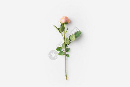 花朵美丽的玫瑰花白背景图片