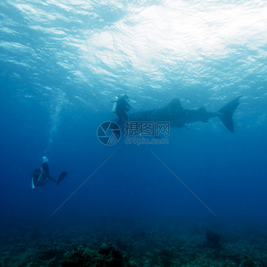 带潜水员的鲸鲨Rhincodon打字图片
