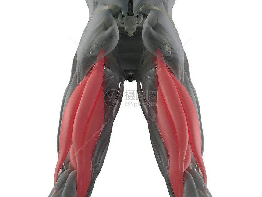腘绳肌群解剖模型3d插图图片