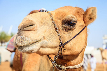 阿联酋迪拜骆图片
