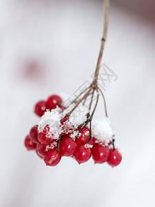 雪中的红浆果有霜图片