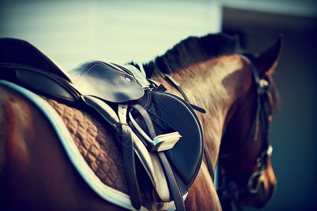 马背上有马镫的马鞍图片