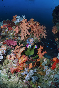 SUDAN红海Sanghaneb珊瑚礁潜水图片