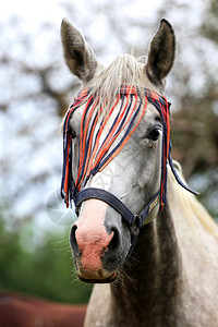 畜栏里一匹纯种阿拉伯母马的头像图片