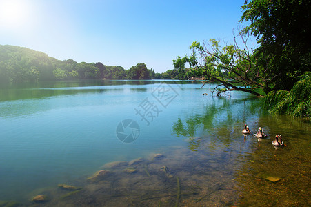 湖水岸边和阳光图片