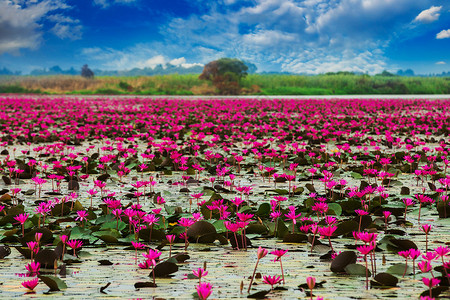 红莲海沼泽红莲海泰国背景图片