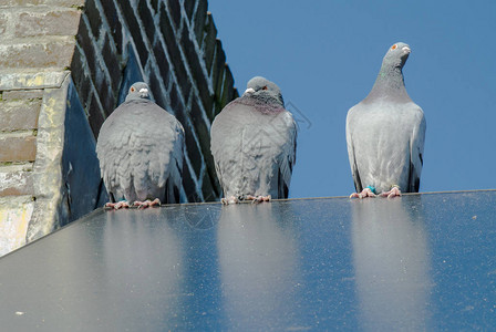 三只赛鸽子在太阳收集器边缘的寒冷图片