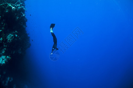 深海蓝洞处的珊瑚礁附近背景图片