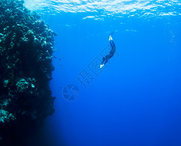深海蓝洞处的珊瑚礁附近背景图片