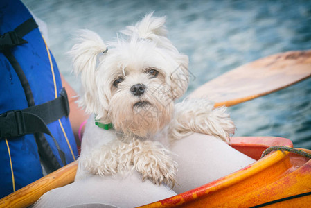 女人和她的狗在皮划艇上图片
