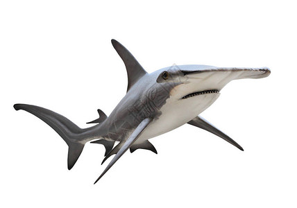 大锤头鲨鱼SphyrnaMokarran是危险的掠食鱼背景图片