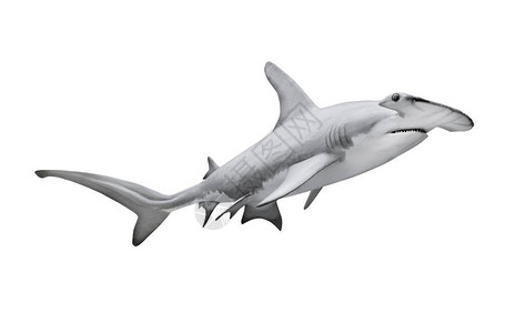大锤头鲨鱼SphyrnaMokarran是危险的掠食鱼背景图片