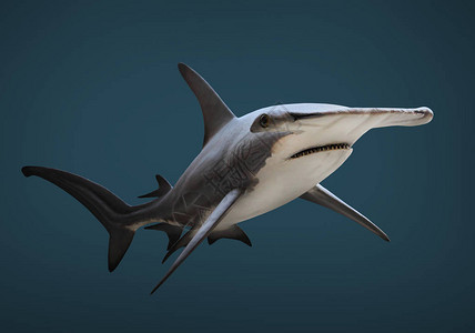 大锤头鲨鱼SphyrnaMokarran是危险的掠食鱼类海水下背景图片