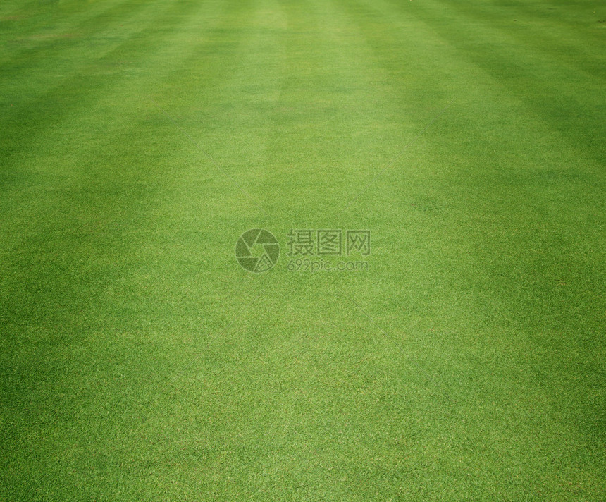 高尔夫球场绿草坪图片