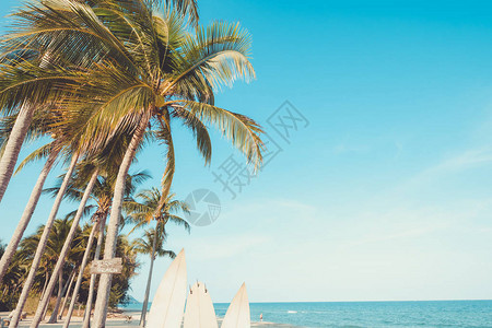 夏季热带海滩椰子棕榈树的景观冲浪区的海滩标志传统效图片