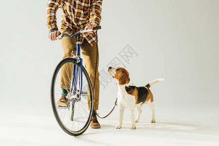 白色的狗骑脚踏车图片