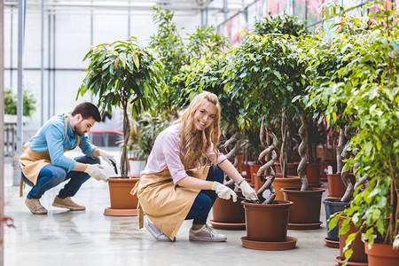 一对园丁用铲子在温室里种植榕树图片