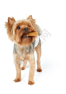 一个叫约克郡的Terrier嘴里有咀嚼牙图片