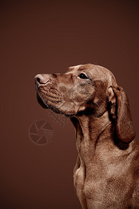 斯科拉沃杜霍尔特哺乳动物拉布多犬高清图片