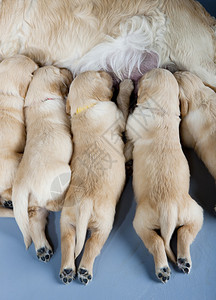 金毛猎犬母狗与小狗的细节图片
