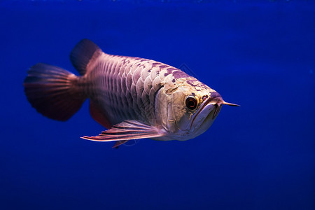 亚洲阿罗纳鱼图片