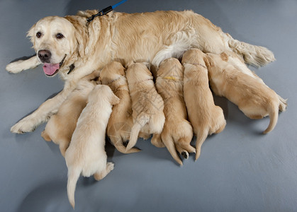 金毛猎犬的母狗与小狗背景图片