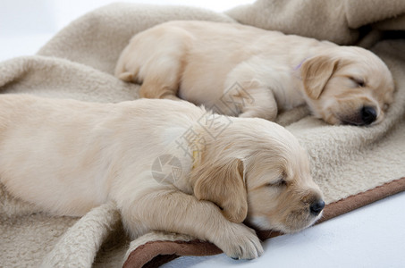 金毛猎犬睡觉的小狗背景图片