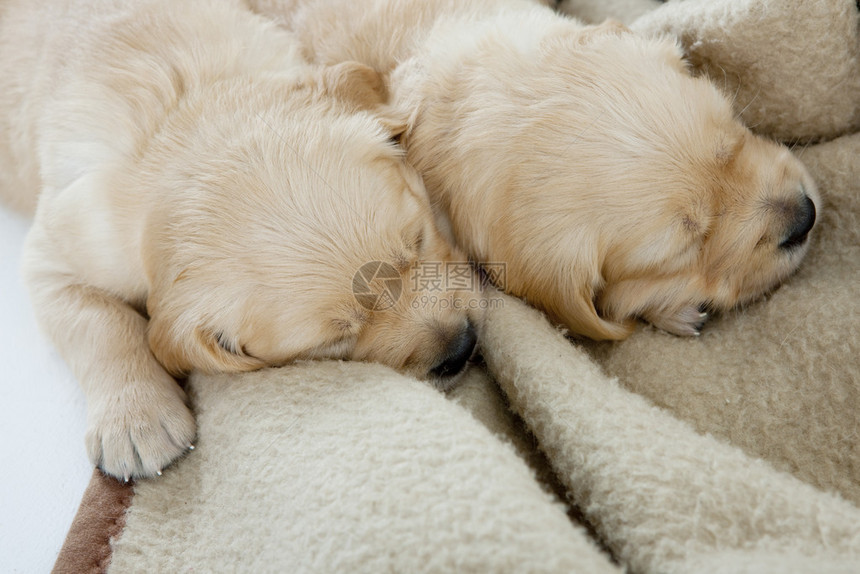 金毛猎犬睡觉的小狗图片