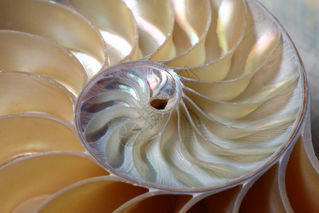 密室鹦鹉螺Nautiluspompilius螺背景图片
