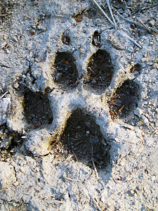 路上泥泞中的狼标记图片