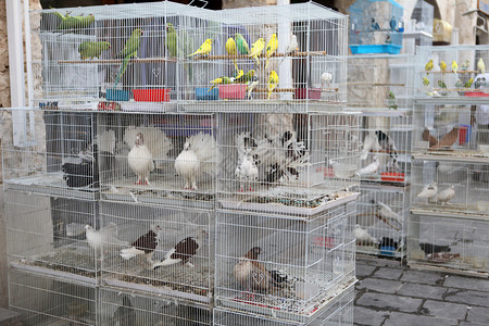 在宠物市场养鸟的老鸟构成苏克瓦基夫的一部分在卡塔尔图片
