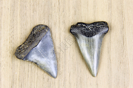 木制背景下的两个巨齿鲨牙齿化石图片
