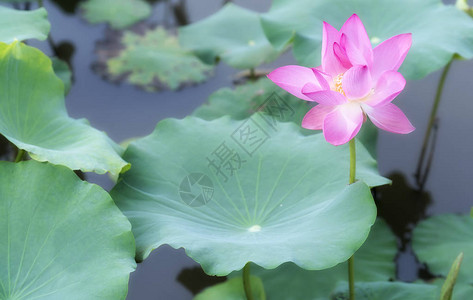 这朵花象征着美丽纯洁的佛教粉红莲露背景图片