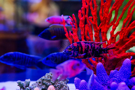 水族馆盐水世界的五颜六色的鱼图片