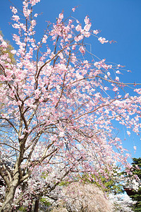 东京美丽的樱花花海背景图片