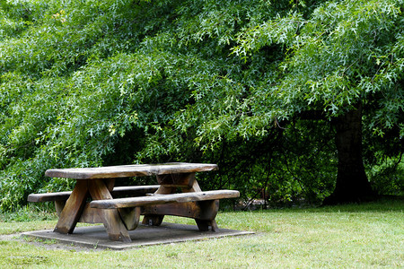 休息区的野餐桌和树图片