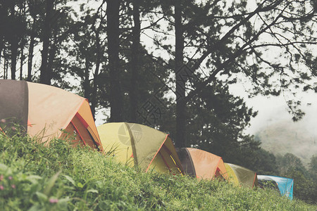 雾和中的旅游帐篷在松树林里露营旅行图片