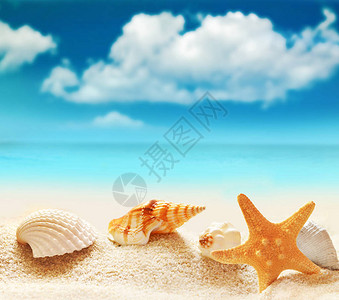 海边沙滩上的贝壳和海星图片