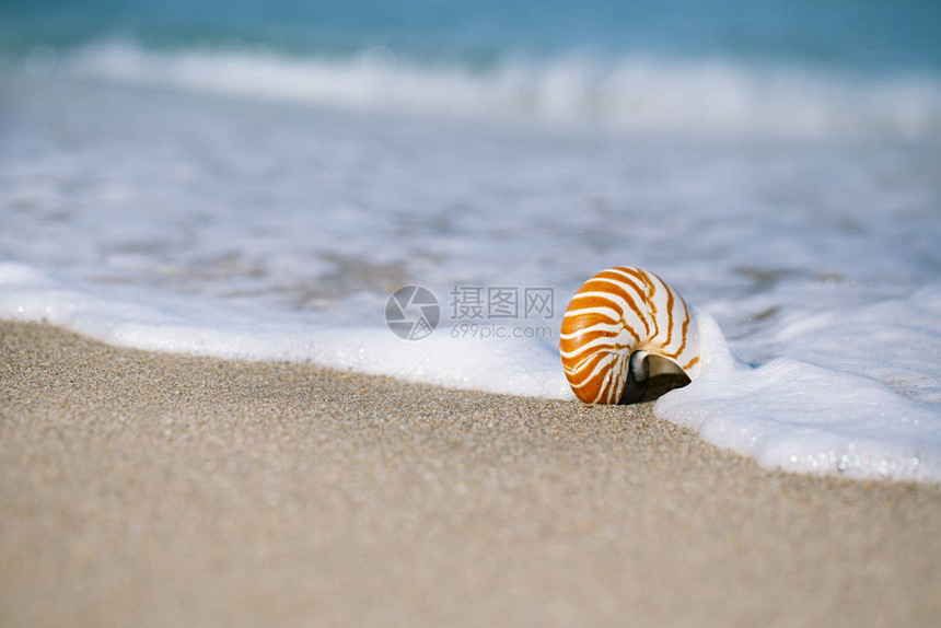 金沙滩上的纳图卢斯海壳海浪以柔太阳光图片
