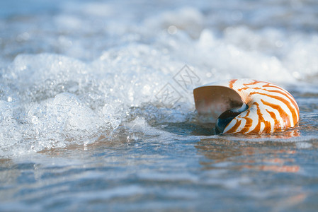 海里的鹦鹉螺壳高清图片