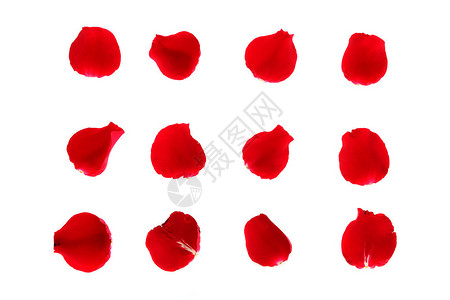 白色背景上的红玫瑰花瓣高清图片