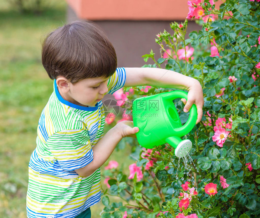 可爱的小男孩在花园里用喷壶给植物和玫瑰浇水孩子穿着轻盈的夏天关闭和色彩缤纷的t恤图片
