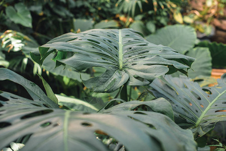 丛林中绿色龟背竹叶子的特写图片