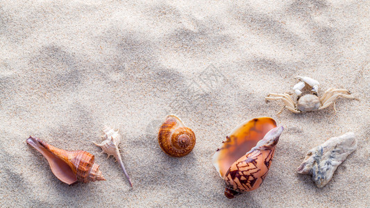 海壳海星鱼和沙滩上的螃蟹背景图片