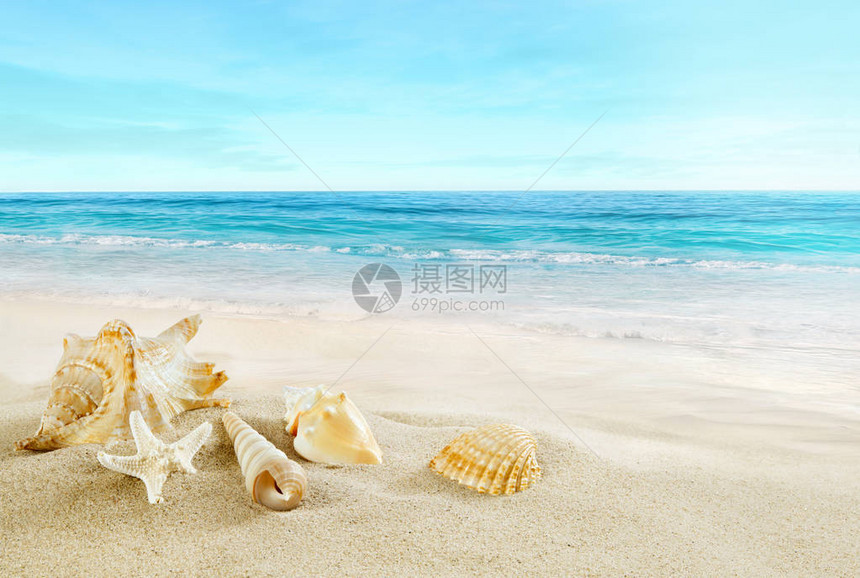 热带海滩沙滩上的贝壳图片