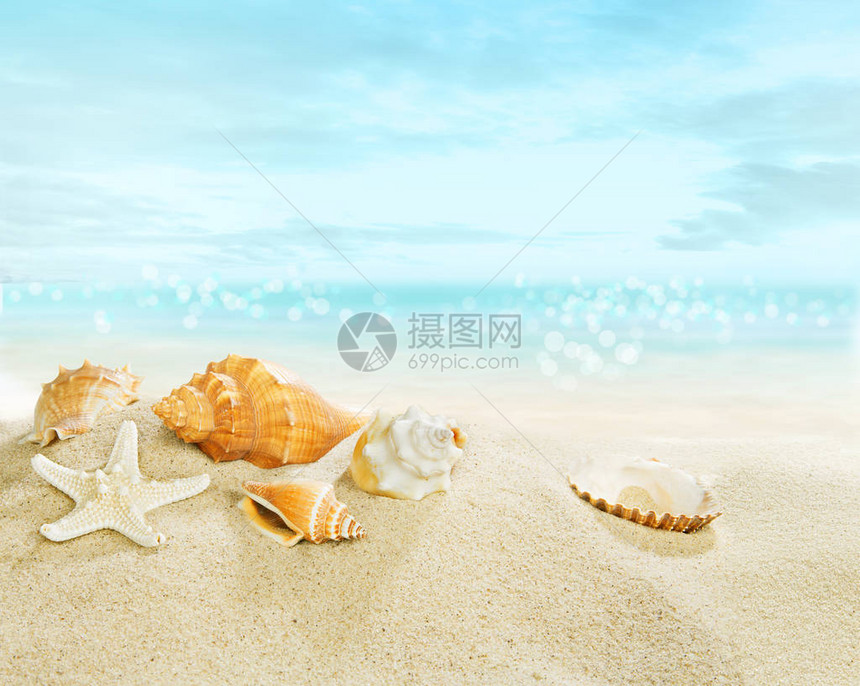 景观与沙滩上的贝壳图片