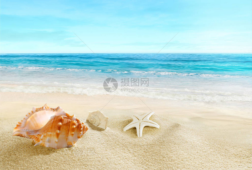 海滩上的贝壳在海边溅起海浪图片