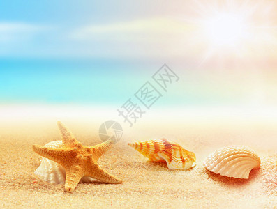 沙滩上的海星和贝壳夏季时间图片