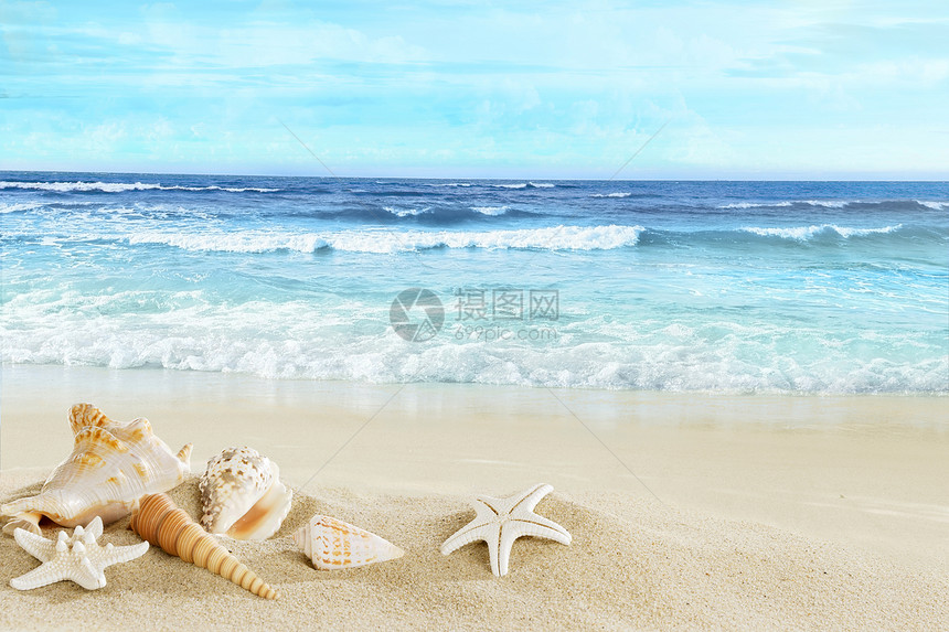 沙滩上的贝壳在沙滩上的景色图片