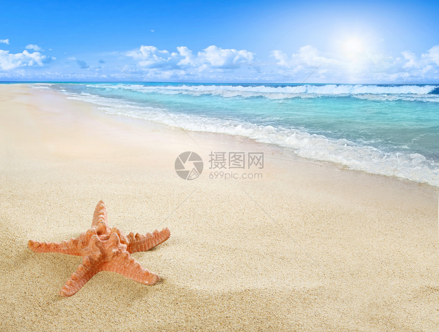 在阳光明媚的海滩上有海星的风景图片